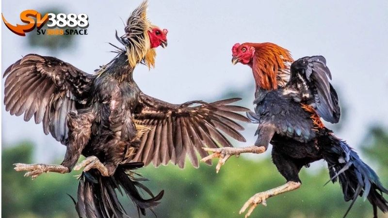 Cược BDD trong đá gà: Phân tích và chiến lược đặt cược 3 Cược BDD trong đá gà