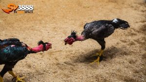 Cược Meron trong đá gà