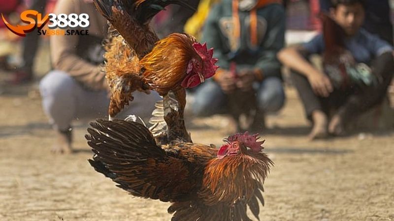 Đá gà thomo Sv388: Đẳng cấp đá gà trực tuyến đỉnh cao 1 Đá gà thomo Sv388