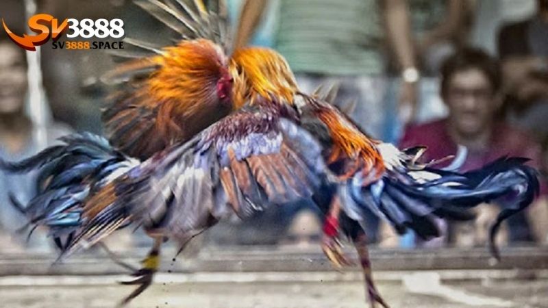 Đòn lối của gà chọi