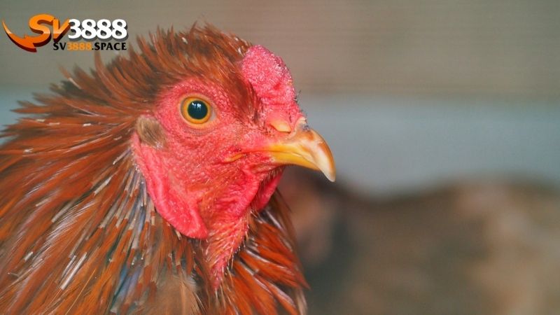 các loại mào gà chọi