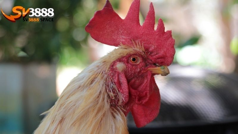 Các loại mào gà chọi: Phân loại và ý nghĩa của các loại mào 1 các loại mào gà chọi