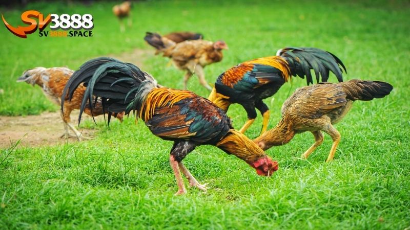 Chiến kê là gì: Đặc điểm của một chiến kê xuất sắc 2 chiến kê là gì