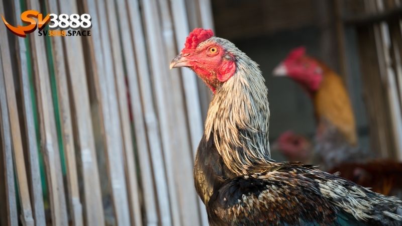Lên cựa gà: Kỹ thuật và kinh nghiệm lên cựa gà hiệu quả 3 lên cựa gà