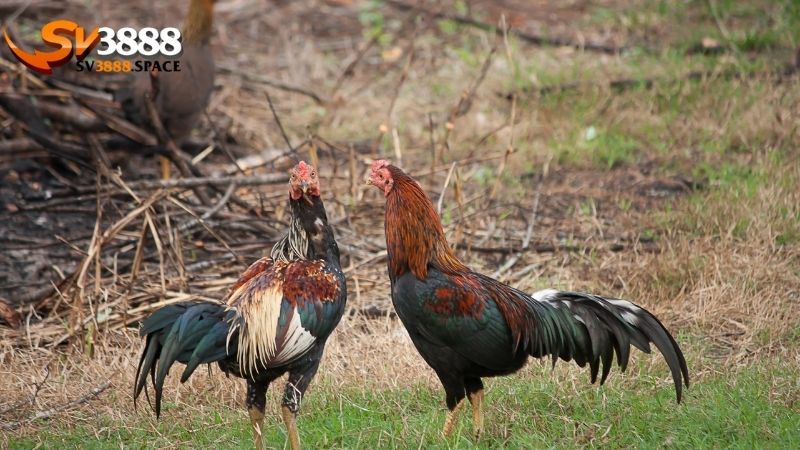 Lên cựa gà: Kỹ thuật và kinh nghiệm lên cựa gà hiệu quả 2 lên cựa gà