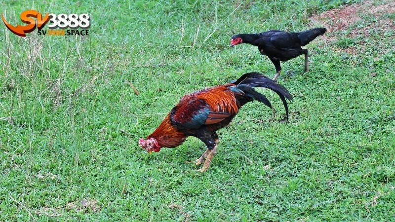 Lên cựa gà: Kỹ thuật và kinh nghiệm lên cựa gà hiệu quả 1 lên cựa gà