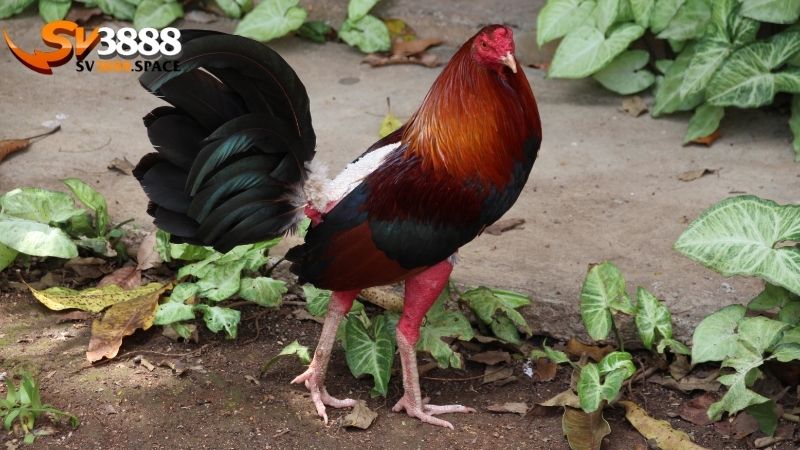 sư kê là gì