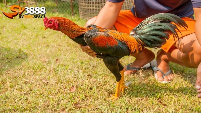 Sư kê là gì: Vai trò của sư kê trong đá gà 2 sư kê là gì
