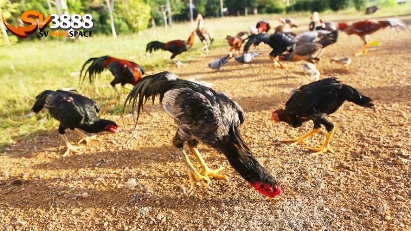 vảy gà chọi xấu