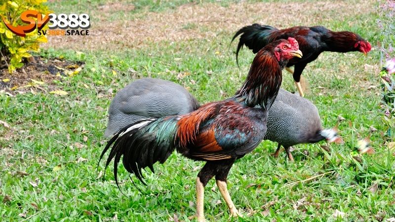 Vảy gà chọi xấu: Nhận biết và phân tích vảy gà xấu 2 vảy gà chọi xấu