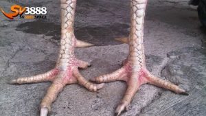 vảy gà vấn cán