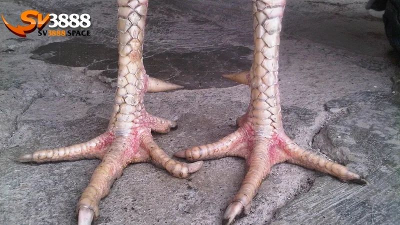 vảy gà vấn cán