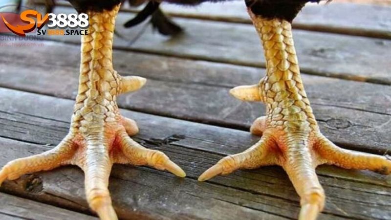 Vảy gà vấn cán: Ý nghĩa và cách nhận biết vảy gà vấn cán 2 vảy gà vấn cán