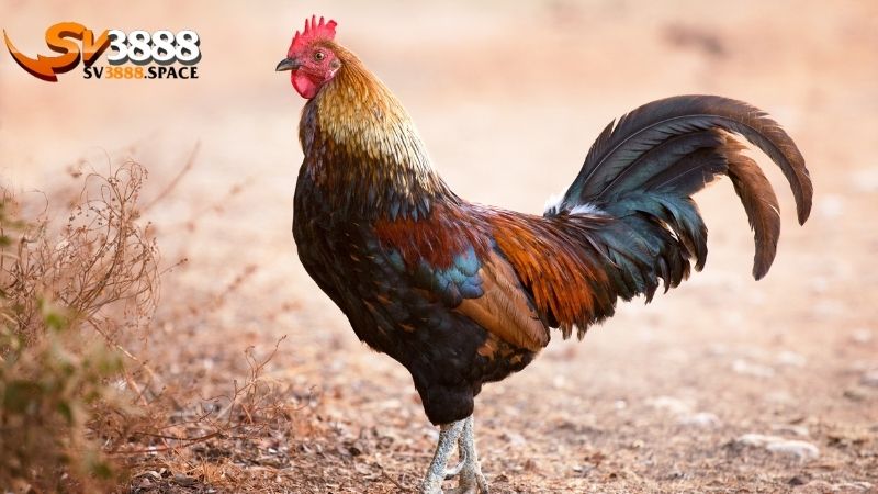 Vảy gà vấn cán: Ý nghĩa và cách nhận biết vảy gà vấn cán 1 vảy gà vấn cán
